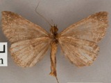 Plecoptera tricophora